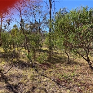 Acacia cultriformis at Kenny, ACT - 17 Jan 2025 09:00 AM