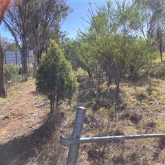 Acacia cultriformis at Kenny, ACT - 17 Jan 2025 09:00 AM