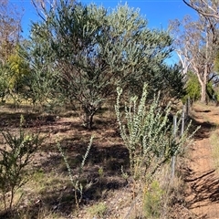 Acacia cultriformis (Knife Leaf Wattle) at Kenny, ACT - 16 Jan 2025 by waltraud