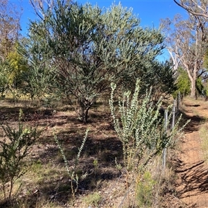 Acacia cultriformis (Knife Leaf Wattle) at Kenny, ACT by waltraud