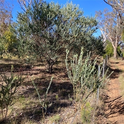 Acacia cultriformis (Knife Leaf Wattle) at Kenny, ACT - 16 Jan 2025 by waltraud