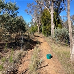 Acacia cultriformis at Kenny, ACT - 17 Jan 2025 09:01 AM