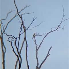 Nymphicus hollandicus (Cockatiel) at Walla Walla, NSW - 14 Jan 2025 by Darcy