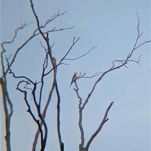 Nymphicus hollandicus (Cockatiel) at Walla Walla, NSW by Darcy