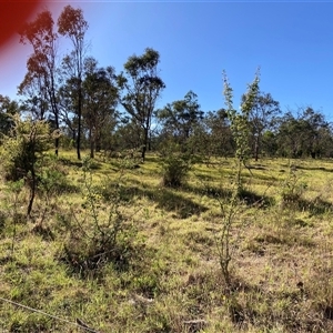 Crataegus monogyna (Hawthorn) at Kenny, ACT by waltraud