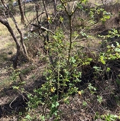 Rosa sp. (A Wild Rose) at Watson, ACT - 16 Jan 2025 by waltraud