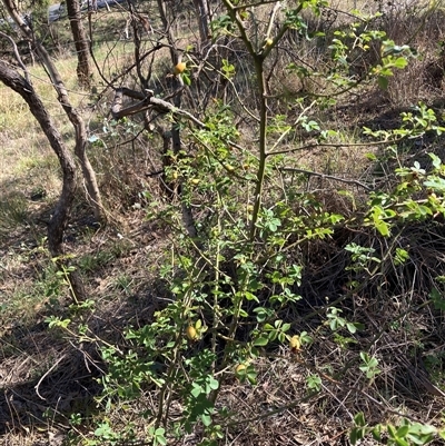 Rosa sp. (A Wild Rose) at Watson, ACT - 17 Jan 2025 by waltraud