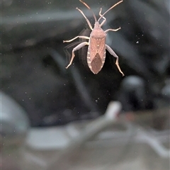 Amorbus alternatus (Eucalyptus Tip Bug) at Gateway Island, VIC - 15 Jan 2025 by Darcy