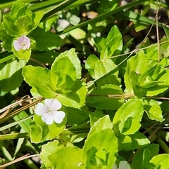 Gratiola peruviana (Australian Brooklime) at Uriarra Village, ACT - 20 Dec 2024 by rangerstacey