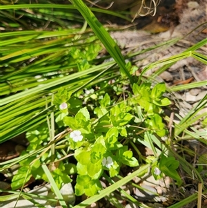 Gratiola peruviana at Uriarra Village, ACT - 20 Dec 2024 02:59 PM