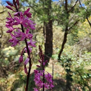 Dipodium punctatum (Blotched Hyacinth Orchid) at Uriarra Village, ACT by rangerstacey