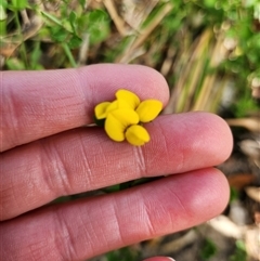 Lotus corniculatus (Birds-Foot Trefoil) at Uriarra Village, ACT - 20 Dec 2024 by rangerstacey