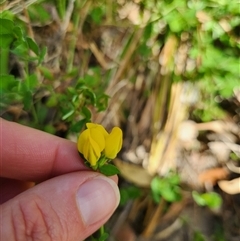 Lotus corniculatus at Uriarra Village, ACT - 20 Dec 2024 02:58 PM