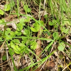 Dichondra repens (Kidney Weed) at Uriarra Village, ACT - 20 Dec 2024 by rangerstacey