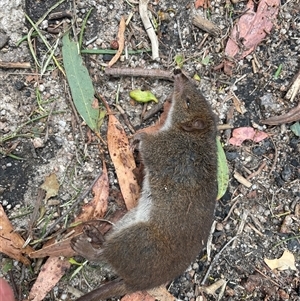 Isoodon obesulus obesulus at Tharwa, ACT - suppressed