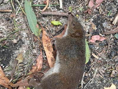 Isoodon obesulus obesulus (Southern Brown Bandicoot) at Tharwa, ACT - 23 Feb 2023 by nathkay