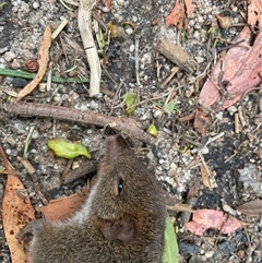 Isoodon obesulus obesulus at Tharwa, ACT - suppressed