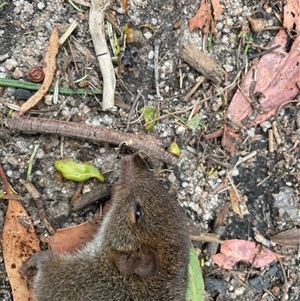 Isoodon obesulus obesulus at Tharwa, ACT - suppressed