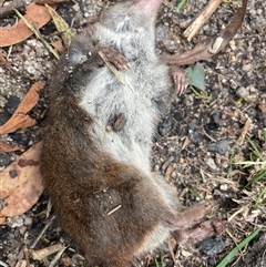 Isoodon obesulus obesulus at Tharwa, ACT - suppressed