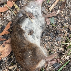 Isoodon obesulus obesulus at Tharwa, ACT - suppressed