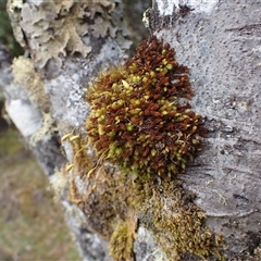 Unidentified Lichen, Moss or other Bryophyte at Cradle Mountain, TAS - 16 Jan 2025 by jk