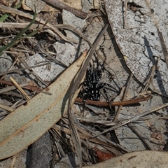 Nyssus albopunctatus (White-spotted swift spider) at Weetangera, ACT - 26 Oct 2024 by AlisonMilton