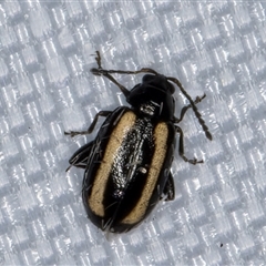 Phyllotreta sp. (Flea beetle) at Melba, ACT - 21 Jan 2025 by kasiaaus