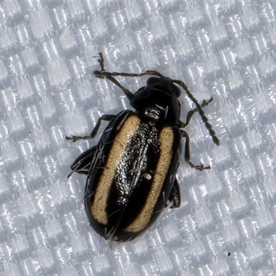 Phyllotreta sp. (Flea beetle) at Melba, ACT - 21 Jan 2025 by kasiaaus