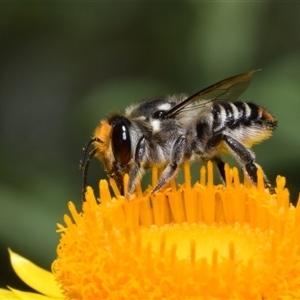 Megachile (Eutricharaea) maculariformis (Gold-tipped leafcutter bee) at Acton, ACT by DianneClarke