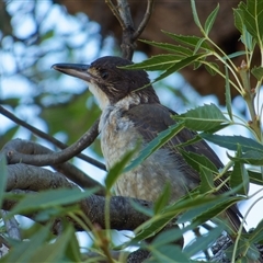 Cracticus torquatus (Grey Butcherbird) at Downer, ACT - 24 Jan 2025 by RobertD