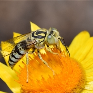 Bembix sp. (genus) at Acton, ACT - Yesterday 12:37 PM