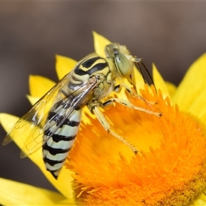 Bembix sp. (genus) at Acton, ACT - Yesterday 12:37 PM