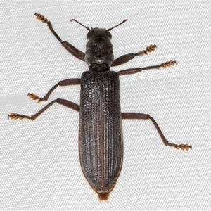 Eunatalis sp. (Genus) at Melba, ACT - 21 Jan 2025 11:31 PM