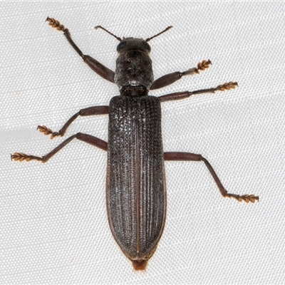 Eunatalis sp. (Genus) (A Clerid Beetle) at Melba, ACT - 21 Jan 2025 by kasiaaus