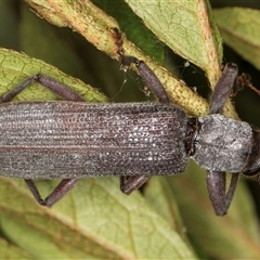 Eunatalis sp. (Genus) at Melba, ACT - 21 Jan 2025 11:31 PM