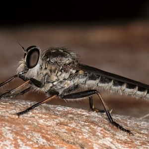 Cerdistus sp. (genus) at Melba, ACT - 22 Jan 2025 03:25 PM