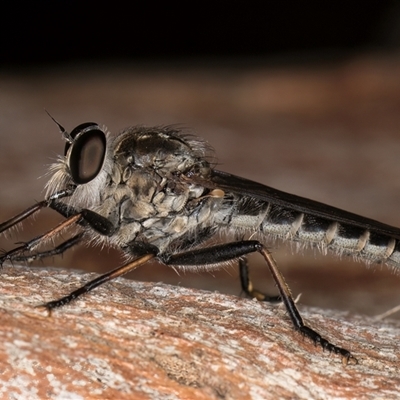 Cerdistus sp. (genus) (Slender Robber Fly) at Melba, ACT - 22 Jan 2025 by kasiaaus