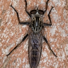 Cerdistus sp. (genus) at Melba, ACT - 22 Jan 2025 03:25 PM