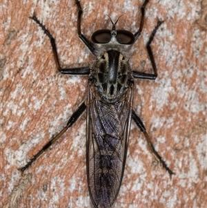 Cerdistus sp. (genus) at Melba, ACT - 22 Jan 2025 03:25 PM