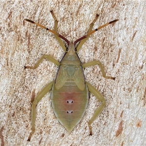 Amorbus obscuricornis (Eucalyptus Tip Wilter) at Melba, ACT by kasiaaus