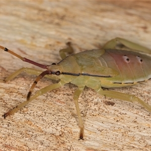 Amorbus obscuricornis at Melba, ACT - 22 Jan 2025 03:26 PM