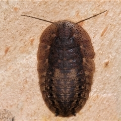 Laxta sp. (genus) (Bark cockroach) at Melba, ACT - 22 Jan 2025 by kasiaaus