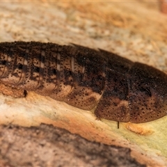 Laxta sp. (genus) at Melba, ACT - 22 Jan 2025 03:36 PM