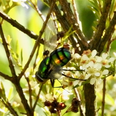 Rutilia (Chrysorutilia) formosa (A Bristle fly) at Aranda, ACT - 24 Jan 2025 by KMcCue