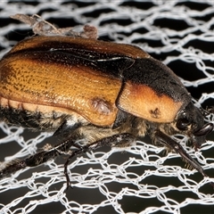 Chondropyga dorsalis (Cowboy beetle) at Melba, ACT - 22 Jan 2025 by kasiaaus