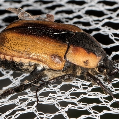 Chondropyga dorsalis (Cowboy beetle) at Melba, ACT - 22 Jan 2025 by kasiaaus