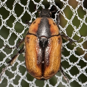 Chondropyga dorsalis at Melba, ACT - 22 Jan 2025 03:45 PM