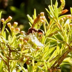 Apocrita (suborder) (Unidentified wasp) at Aranda, ACT - 24 Jan 2025 by KMcCue