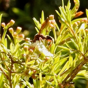 Apocrita (suborder) (Unidentified wasp) at Aranda, ACT by KMcCue