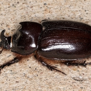 Dasygnathus sp. (genus) (Rhinoceros beetle) at Melba, ACT by kasiaaus